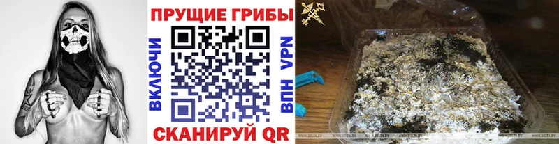 Галлюциногенные грибы Psilocybine cubensis  Комсомольск 